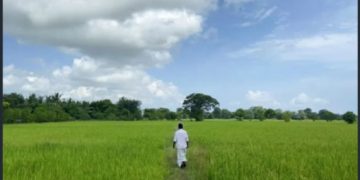 Sri Lanka faces looming food crisis with stunted rice crop