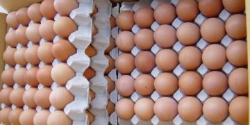 Poor decisions could kill egg exports from Sri Lanka, the industry says.