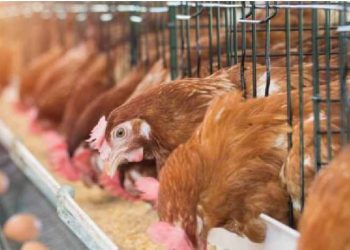 The price of chicken and eggs may go up