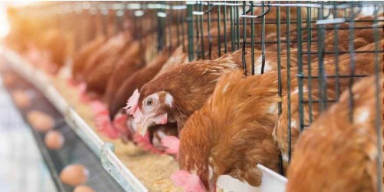The price of chicken and eggs may go up