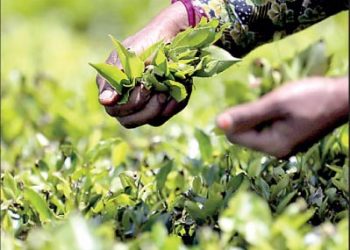 July tea crop at a 21-year low