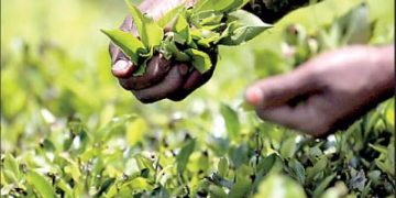 July tea crop at a 21-year low