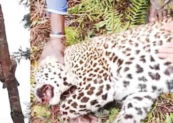The ‘wild life’ the Mahadanamutta and the goat?