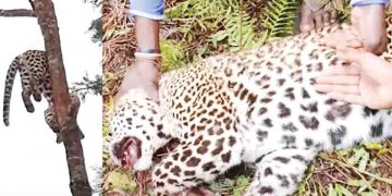 The ‘wild life’ the Mahadanamutta and the goat?