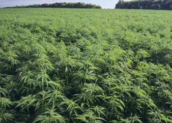 1000 acres in Ratnapura ready to grow cannabis!