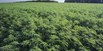 1000 acres in Ratnapura ready to grow cannabis!