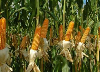 Sri Lanka will allow open account maize and soybean imports.