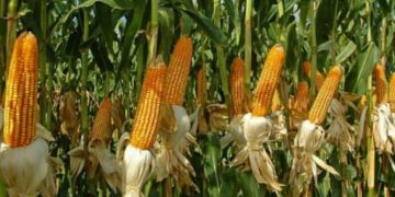 Sri Lanka will allow open account maize and soybean imports.