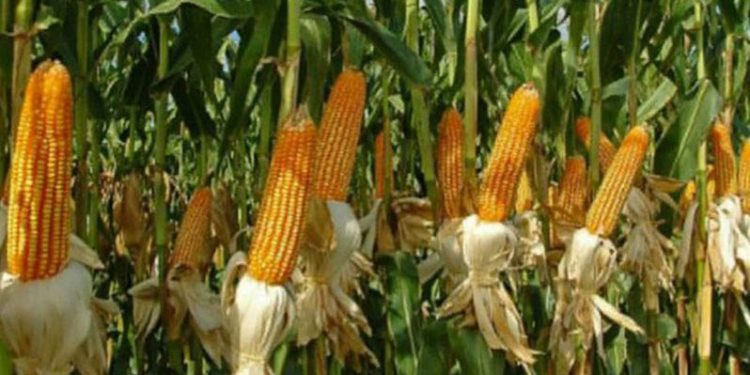 Sri Lanka will allow open account maize and soybean imports.