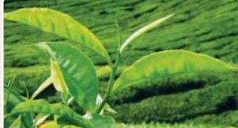 Tea Auction sees 4.2 MnKgs under hammer this week