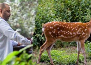 Wild life ministers vehicle knocked a deer dead inside a national park! If in anther country minister would resign!