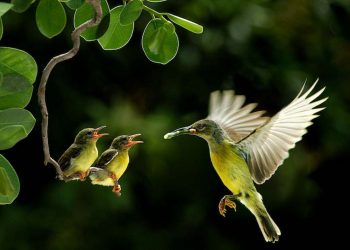 Enter the Wild Sri Lanka Photography competition!