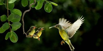 Enter the Wild Sri Lanka Photography competition!