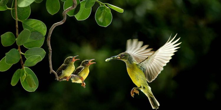Enter the Wild Sri Lanka Photography competition!