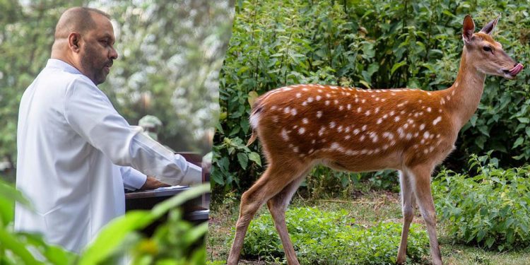 Minister Amaraweera’s sons’ Yala involvement is questioned. Minister’s car killing a deer reappears!