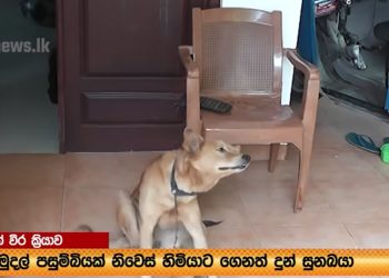 A trustworthy canine