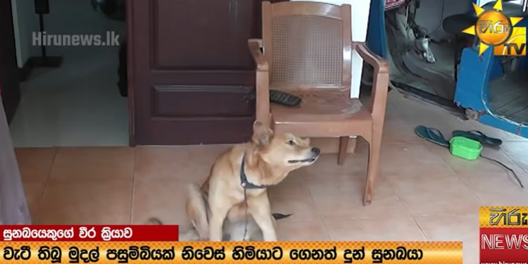 A trustworthy canine