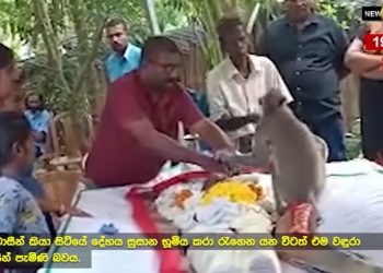 Amazing happening in Batticaloa! When the master who fed him died, a monkey stayed near the body without eating or drinking for  days! (VIDEO)