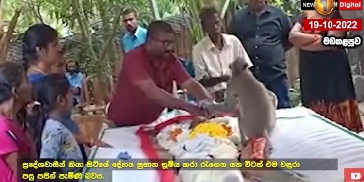 Amazing happening in Batticaloa! When the master who fed him died, a monkey stayed near the body without eating or drinking for  days! (VIDEO)