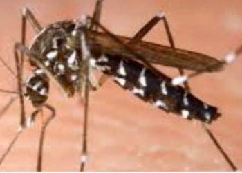 In Sri Lanka, two mosquito species have been found.