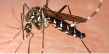 In Sri Lanka, two mosquito species have been found.