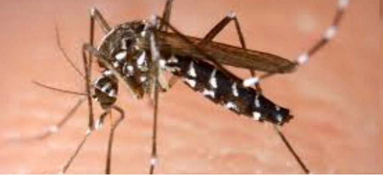 In Sri Lanka, two mosquito species have been found.