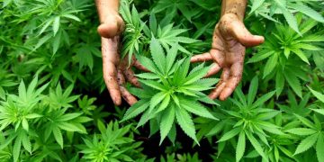 Professor Channa exposes cannabis’s hidden secret! All major tobacco firms support cannabis legalization! (VIDEO)