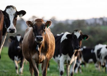 Fraud in importing Aussie heifers to Sri Lanka