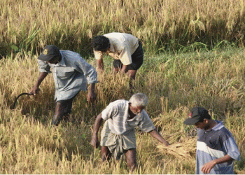 USAID-financed SME food suppliers of Sri Lanka retail chain