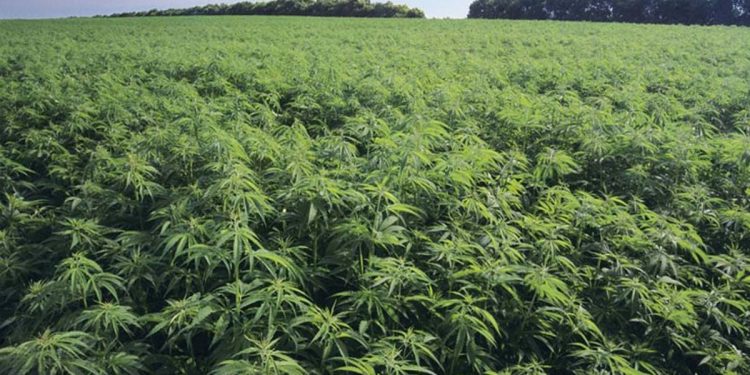 Deputy Speaker’s 50-acre Mattala land features 2.5 acres of cannabis grown 5 feet tall! The STF arrests the leaseholder!