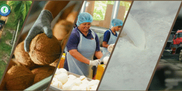 Nestlé Lanka receives carbon footprint verification for its upstream coconut value chain from the Sri Lanka Climate Fund