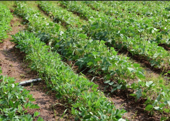Revolutionizing Rain-fed Farming for Food Security