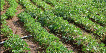 Revolutionizing Rain-fed Farming for Food Security