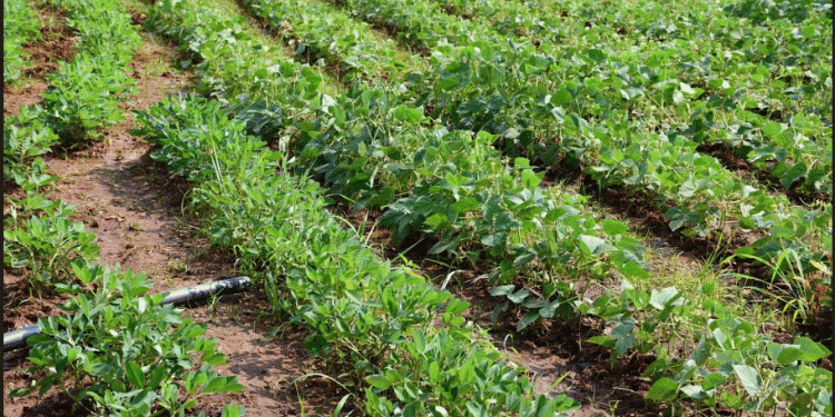 Revolutionizing Rain-fed Farming for Food Security