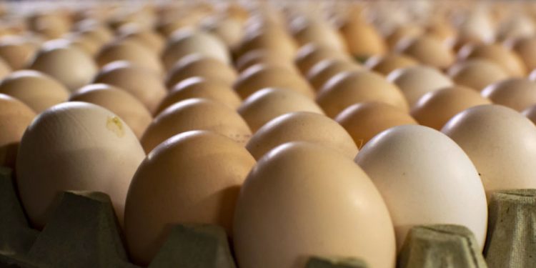 Bird flu in India and Pakistan : ban egg and poultry imports