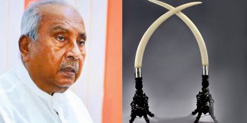 MP Gamini Lokuge and another individual claim ownership of two police-seized valuable tusks. The court will decide!
