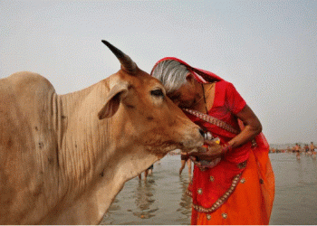 Indian government asks people to hug cows on Valentine’s Day