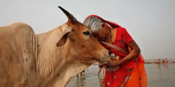 Indian government asks people to hug cows on Valentine’s Day