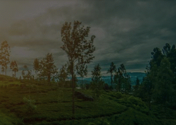 Political Failure and Economic Crisis: Case Study of Sri Lanka