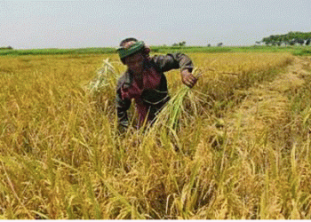 Treasury issues circular on purchase of paddy