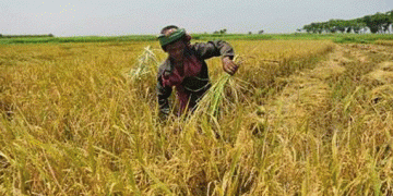 Treasury issues circular on purchase of paddy