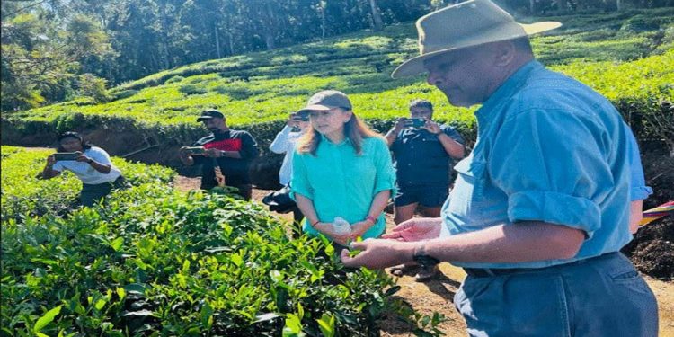 US Ambassador visits Hayleys Plantations’ Pedro Tea Estate: gains insights on innovation, industry challenges and future prospects