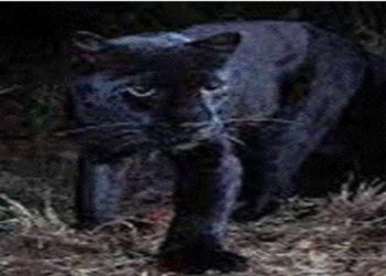 Sri Lankan black panthers are no longer extinct! VIDEO