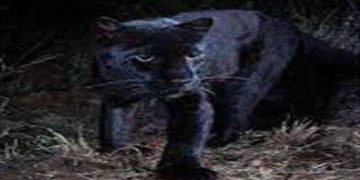 Sri Lankan black panthers are no longer extinct! VIDEO