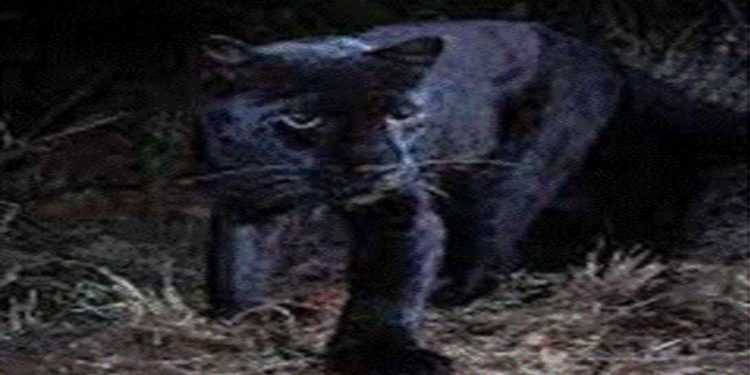 Sri Lankan black panthers are no longer extinct! VIDEO