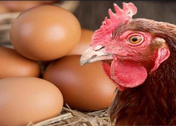 SLVA emphasizes strict adherence to protocols for imported eggs, commends DAPH’s efforts to safeguard citizens’ health