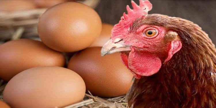 SLVA emphasizes strict adherence to protocols for imported eggs, commends DAPH’s efforts to safeguard citizens’ health