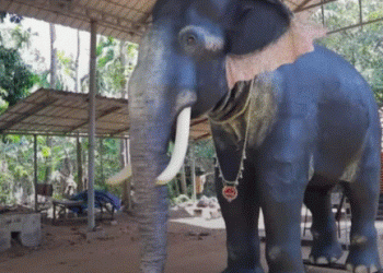 Kerala: India temple replaces elephant with robot for rituals
