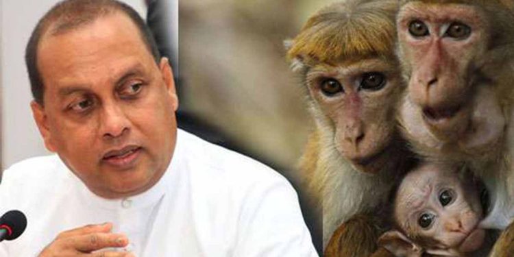 ‘Macaques to China’ Minister claims embassy was informed, embassy says no knowledge? Where has it gone wrong? VIDEO