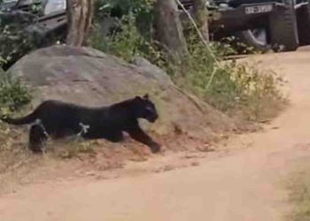 Let us save the black tiger that has surfaced from Yala…